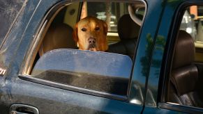 Dog looking out a car window