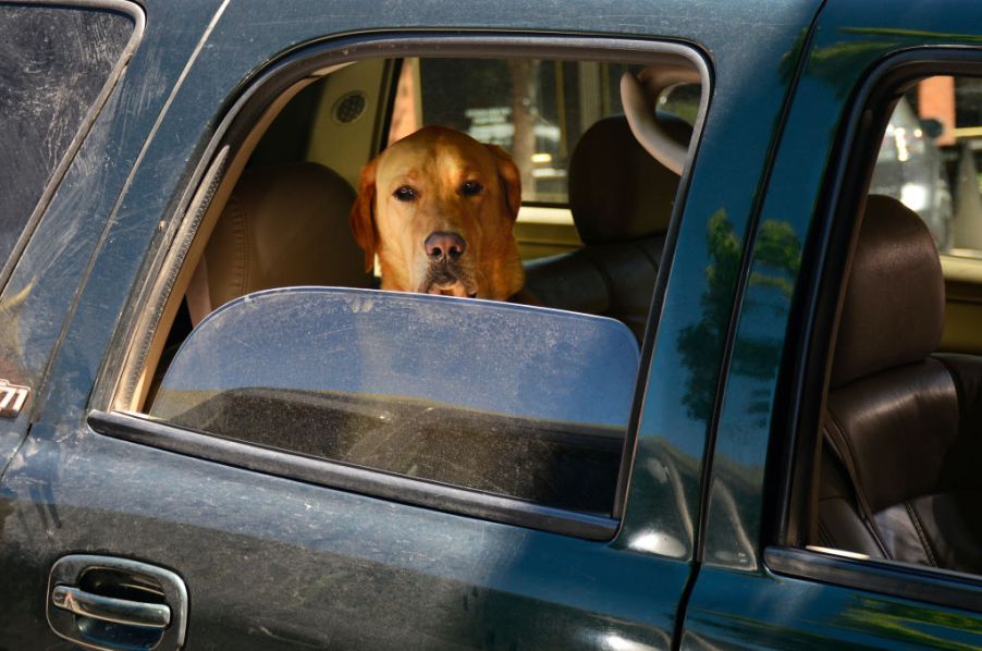 Dog looking out a car window