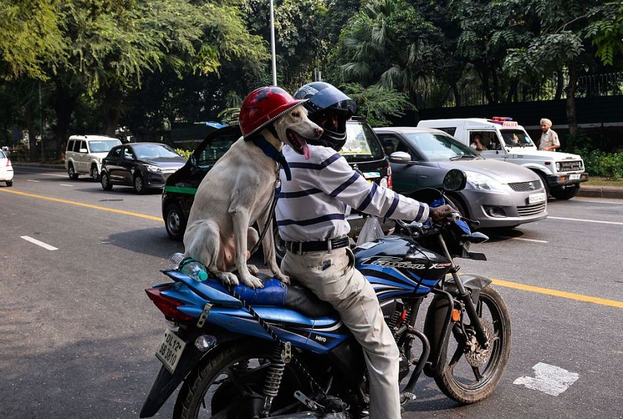 A man and his dog on a motorcycle with helmets on