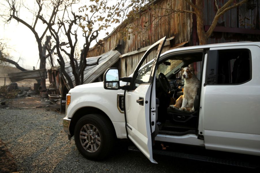 A dog sits in a pickup truck