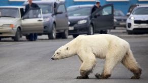 A polar bear blocking cars in the Arctic Circle