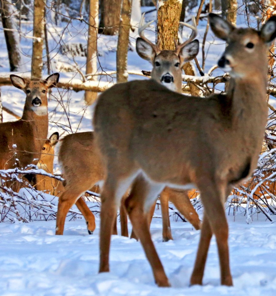 White tail deer in the snow