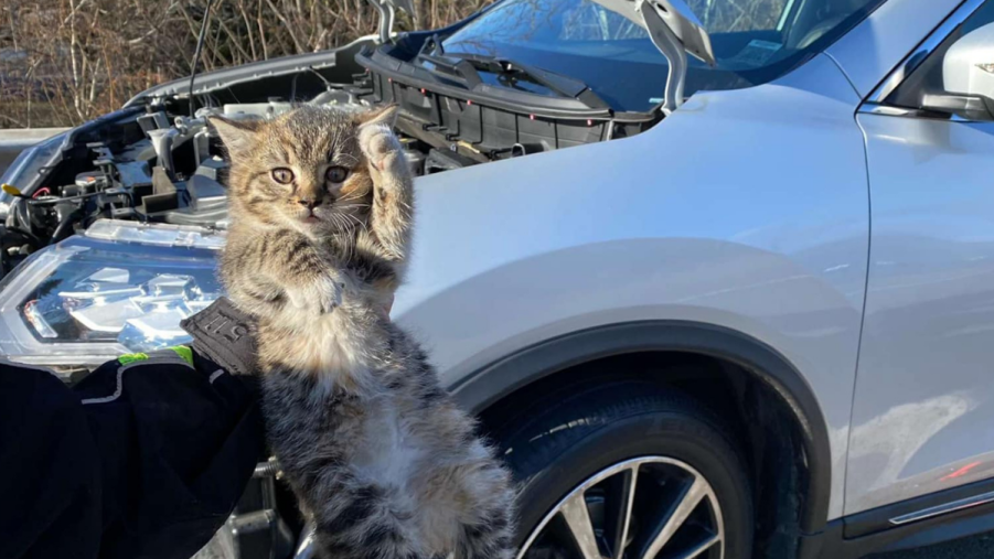 Kitten that was adopted after it was rescued from the car engine of a Nissan SUV