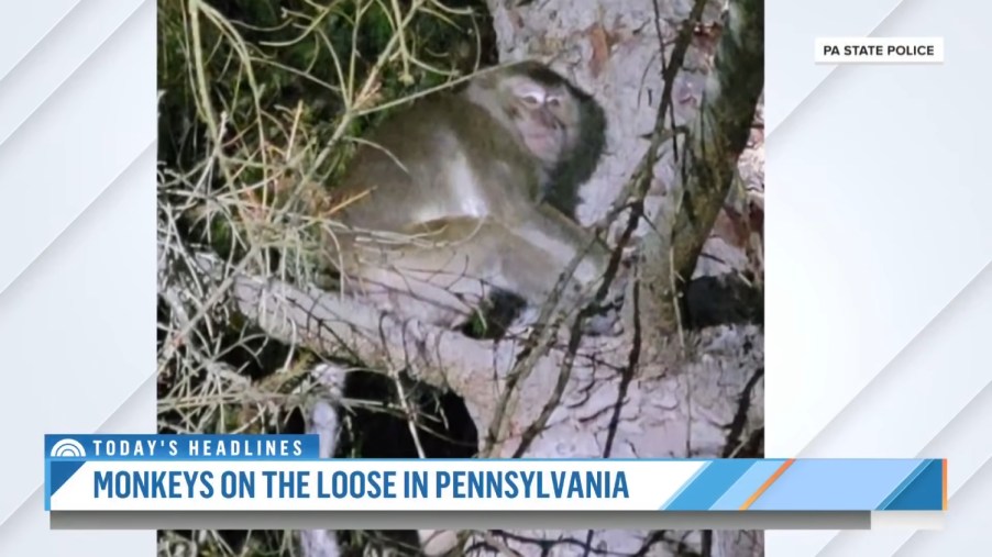 100 monkeys escaped the pickup truck after an accident