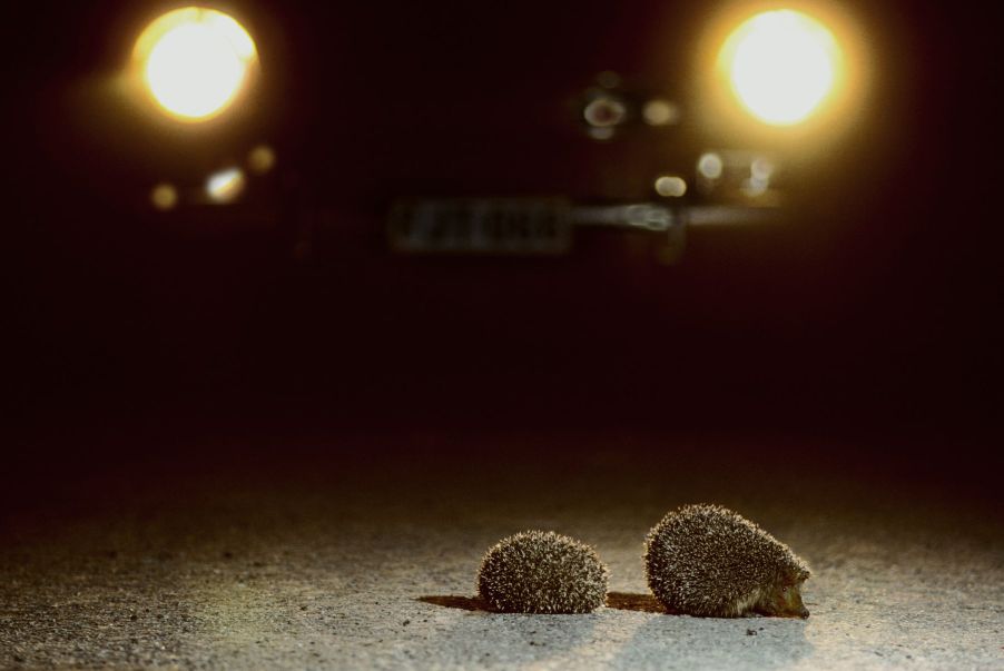 Hedgehogs illuminated by car headlights, such as 'smart headlights' approved by NHTSA