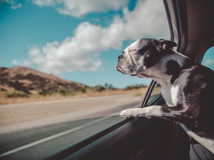 A Boston Terrier poking its face out of an open car window with its eyes closed, sniffing the air