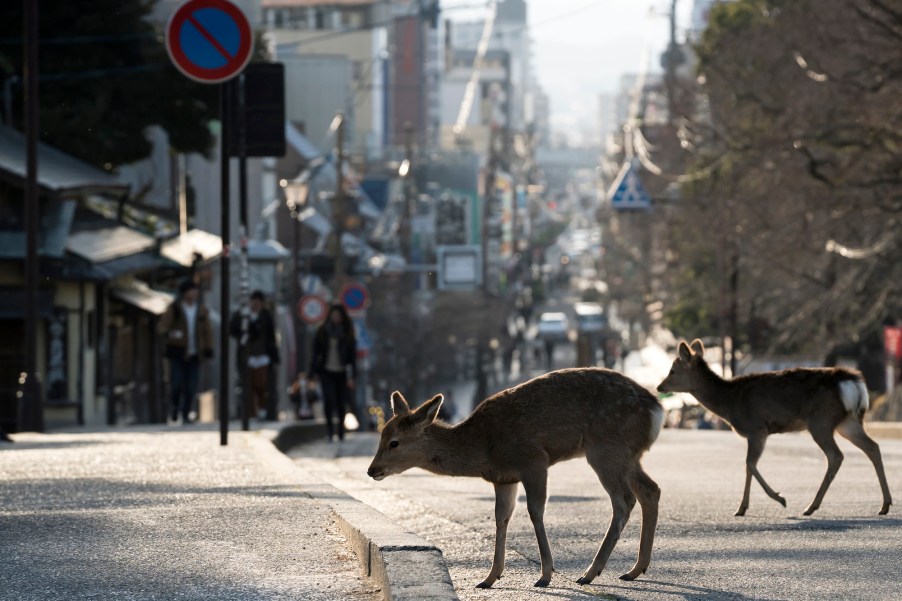 A deer on the road in a city environment.