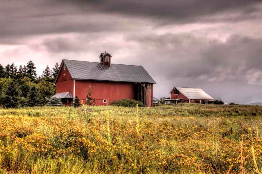 The red barn on an Idaho sheep farm, flowers visible in the background.