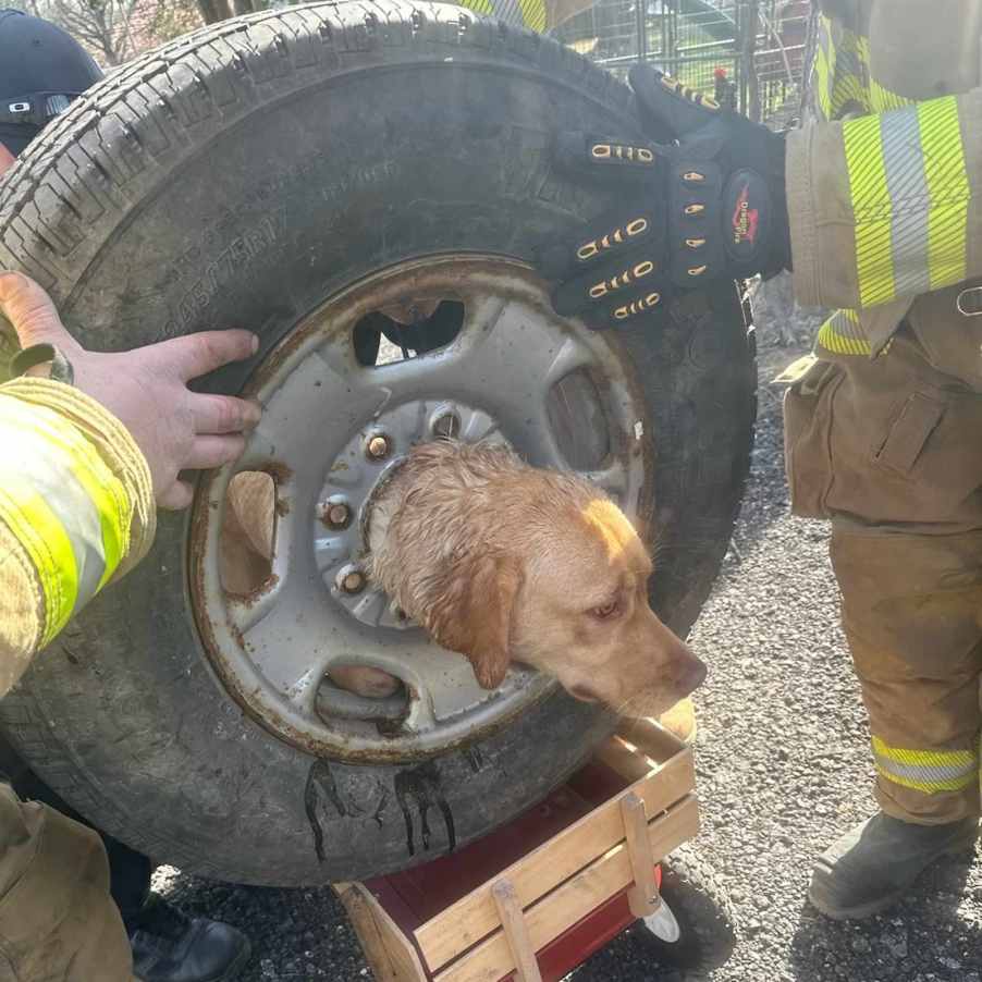 A yellow lab with her head stuck in a truck's spare tire rim.