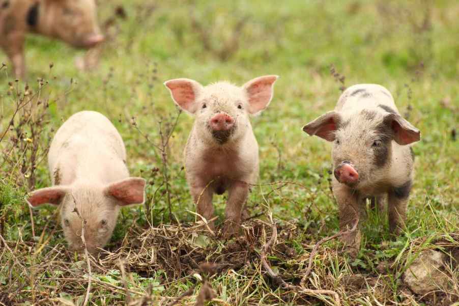 Three tiny piglets shown in grass standing in a row mud on snouts