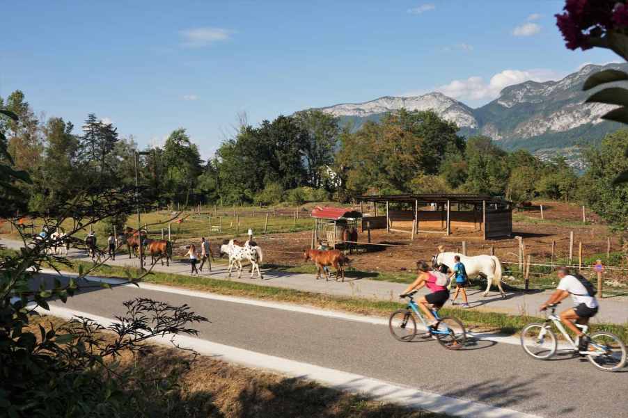 Bicycles ride along a path next to walking horses, mountains in the background.