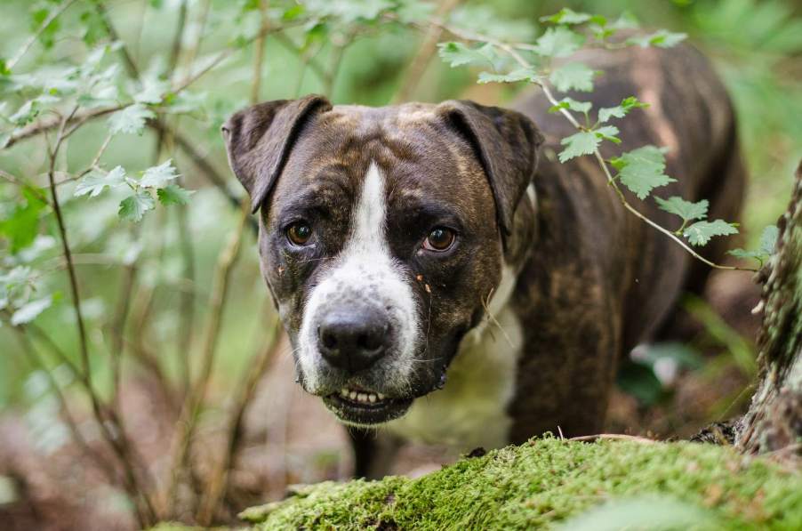 Gray pit bull with a white face in the woods.