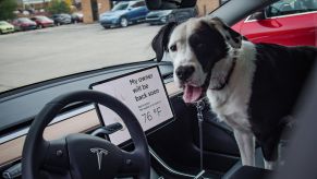 A dog being kept comfortable by Tesla Dog Mode