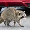 A raccoon by a car