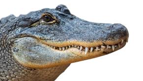 The head of an American alligator, in front of a white backdrop.