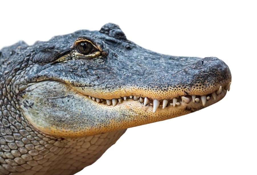 The head of an American alligator, in front of a white backdrop.