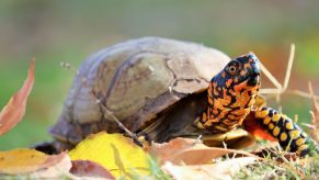 An Eastern box turtle, a popular target for smuggling, enjoys the sunlight.