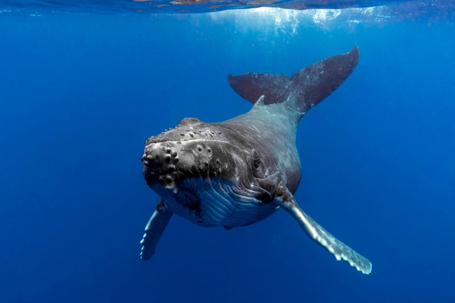 Gray humpback whale swimming in the brilliant, blue ocean.