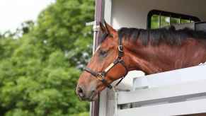 A brown bay horse leans its head out of a trailer in close view with green trees blurred in left background