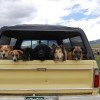 Several dogs in the back of a truck