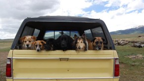 Several dogs in the back of a truck