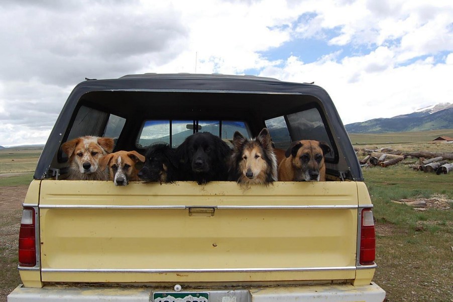 Several dogs in the back of a truck