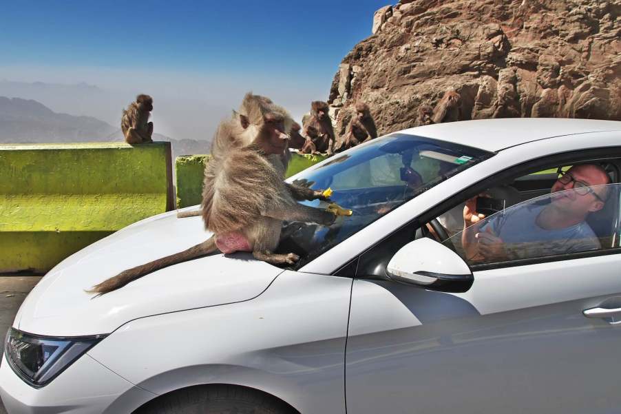 A pair of monkeys sit on the windshield of a car.