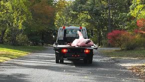 Tow truck hauls away a dead great white shark from a Cape Cod beach