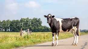 Cow standing on rural highway road