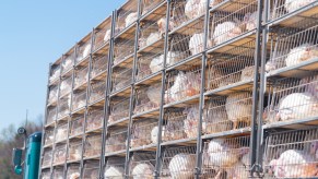 Turkeys on a transport truck