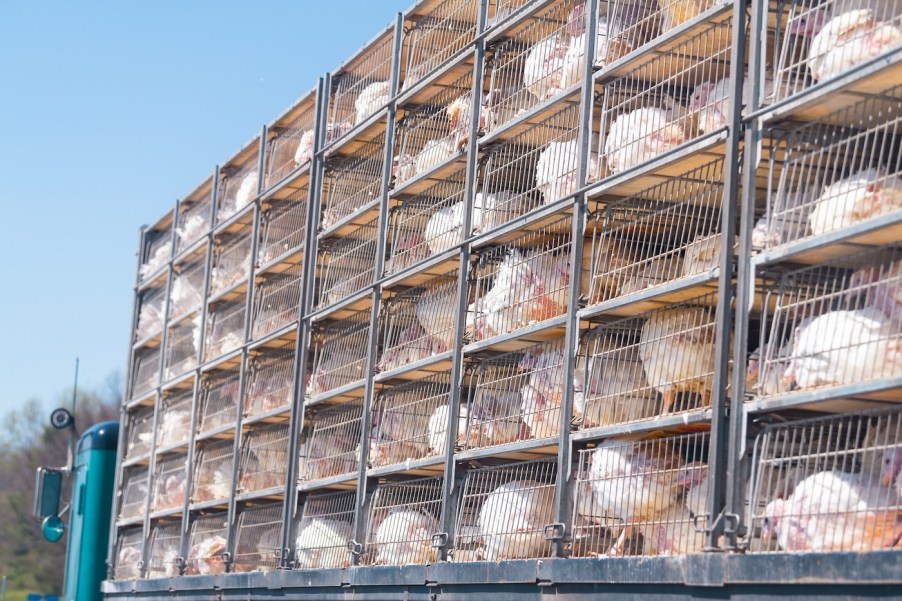 Turkeys on a transport truck