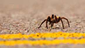 A tarantula crossing a road with double yellow lines in close view