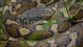 A giant snake, a coastal carpet python, coiled in the grass near an open garage door.