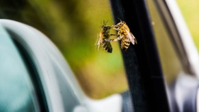 Bee on a car window