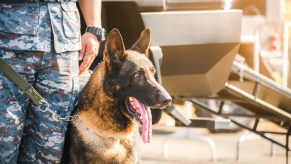 A police dog by a solider