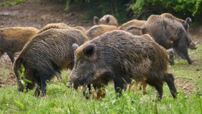 Wild hogs foraging for food in Texas