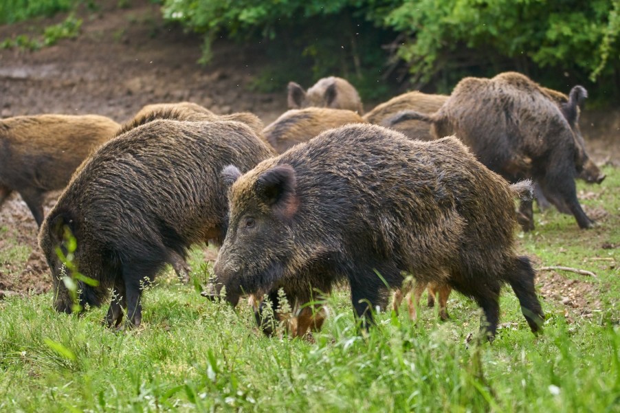 Wild hogs foraging for food in Texas