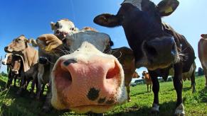 A group of cows not unlike the steer that led authorities on a long police pursuit.