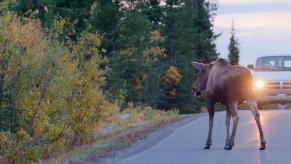 A moose stares at a car and a van on a norther American street.