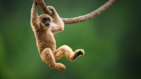 A spider monkey on a vine