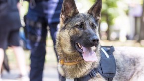 A police officer with a German Shepard