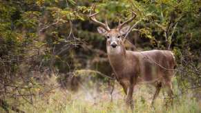 A white-tailed deer like the ones involved in a recent Texas smuggling case.