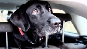 Black dog was stolen with his car in a Louisiana parking lot