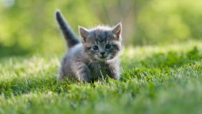 A rescue kitten like the one mechanics removed from an engine bay.