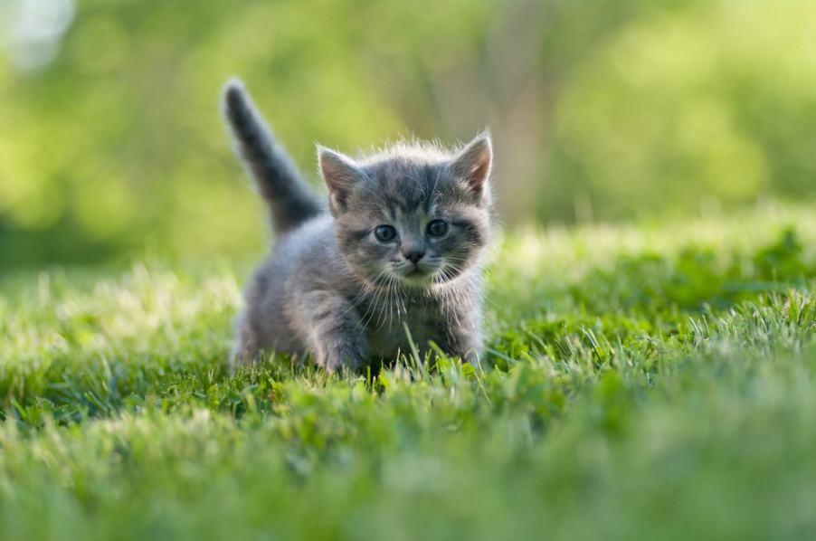 A rescue kitten like the one mechanics removed from an engine bay.