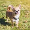 A chihuahua standing on a lawn