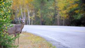 Deer standing on the side of a road