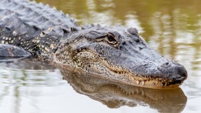 An alligator in a pond thinking about eating people.