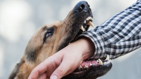 A dog biting a man on the wrist