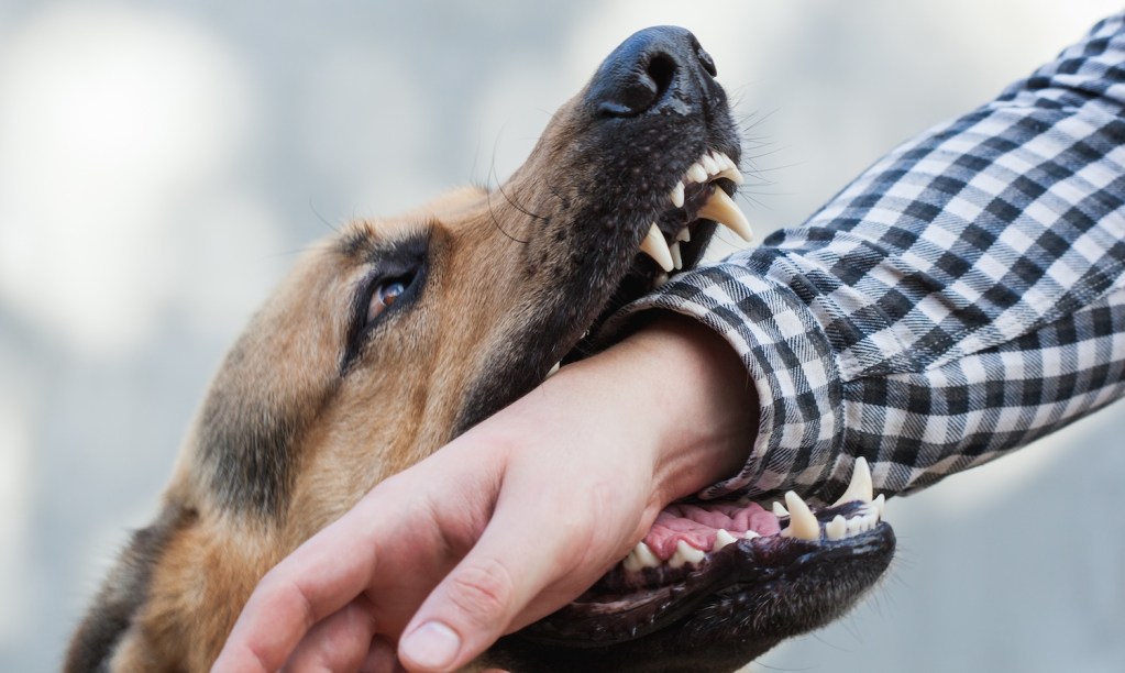 10 aggressive dogs run wild at Madison, WI gas station biting 8 people